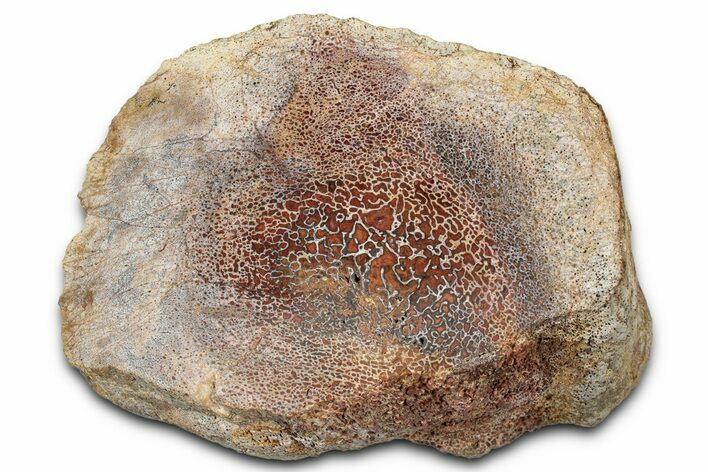 Polished Dinosaur Bone (Gembone) Limb Section - New Mexico #348848